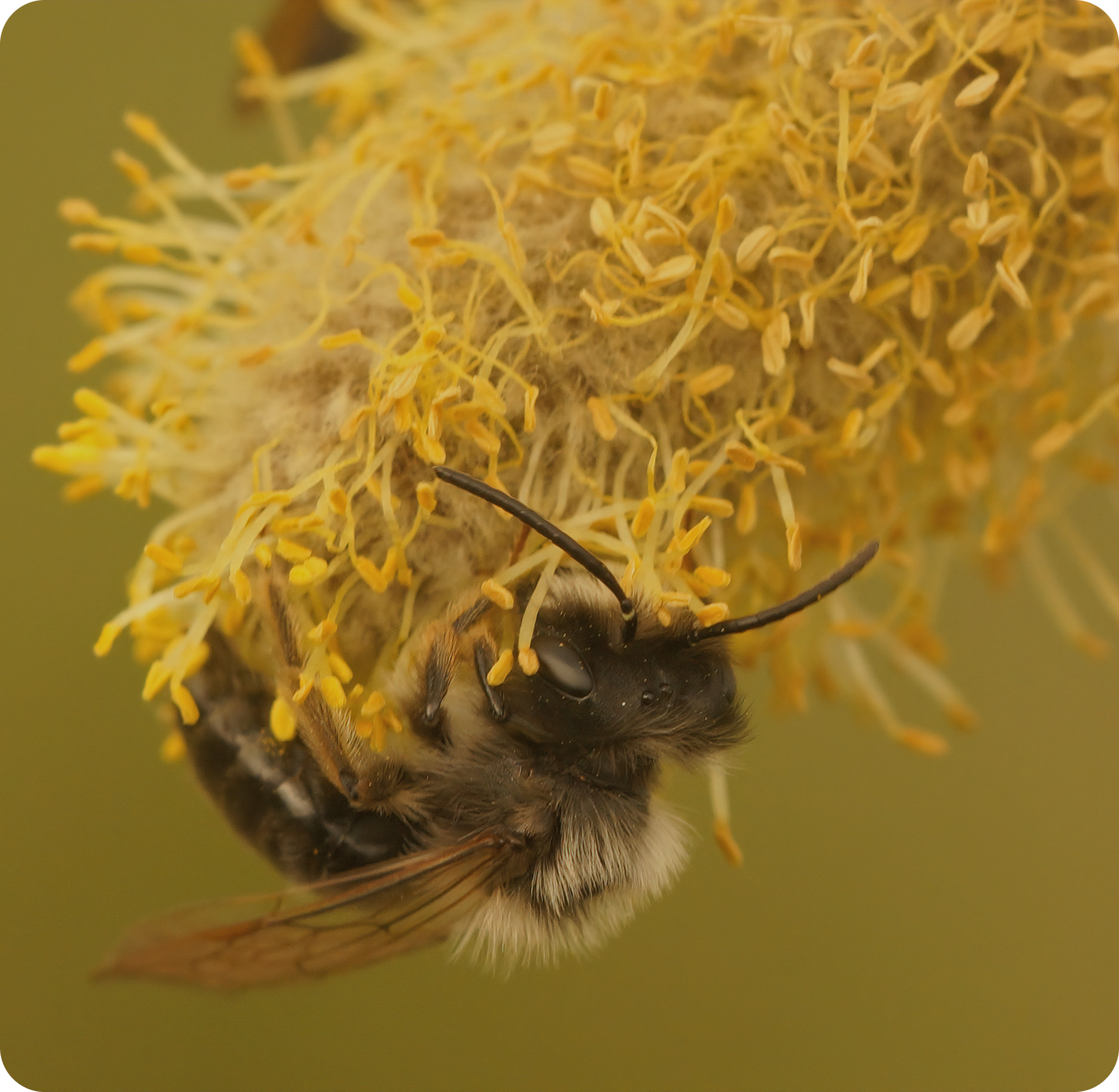 VALOR approach illustration