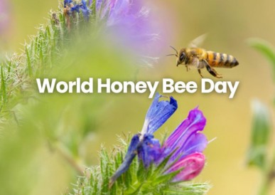 World Honey Bee Day 2026