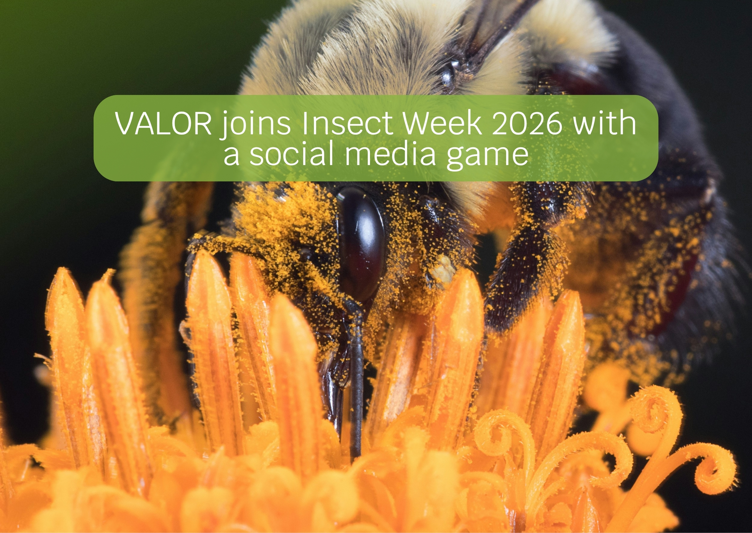 VALOR joins Insect Week 2026 with a social media game