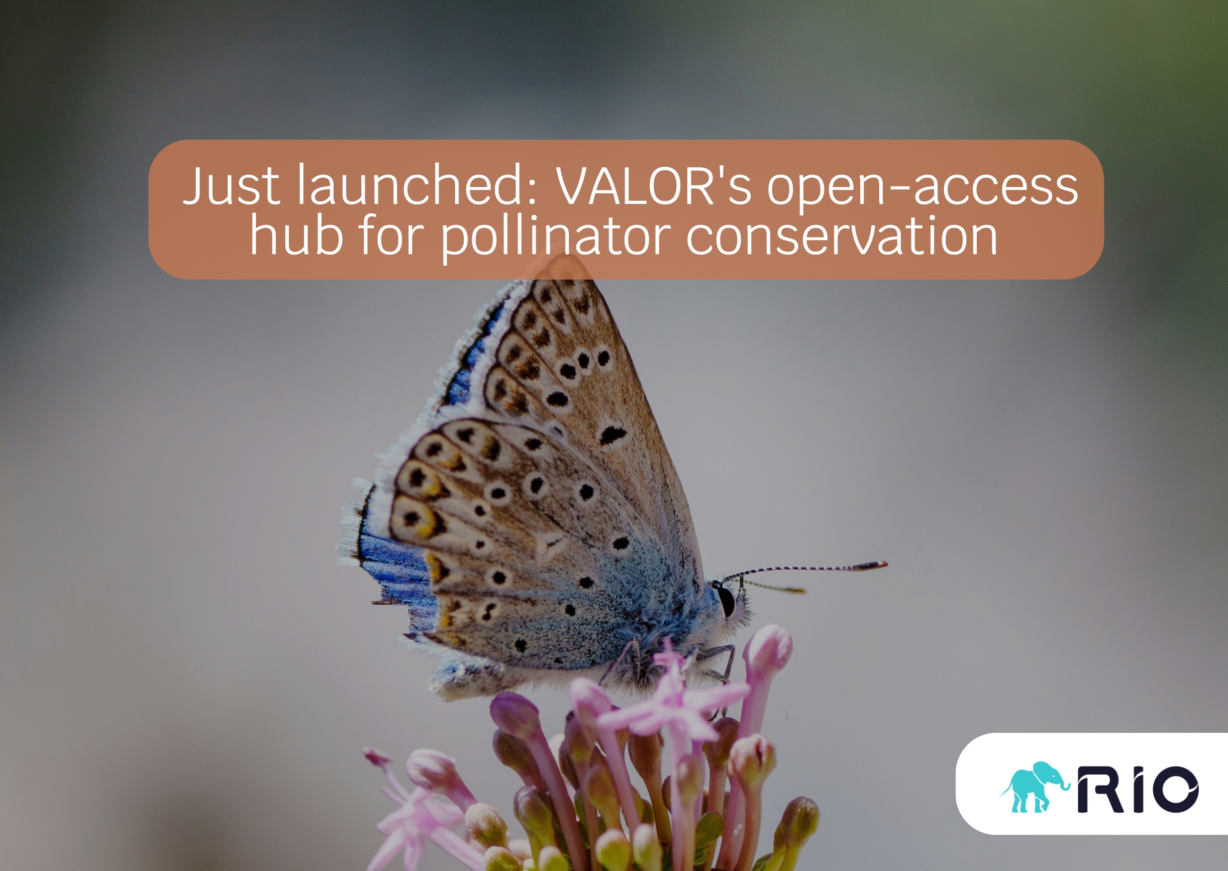 Just launched: VALOR's open-access knowledge hub for pollinator conservation