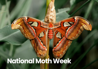 National Moth Week